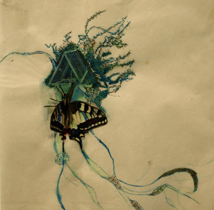 Schmetterling 